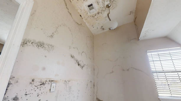Mold Remediation for Vacation Homes in The Villages, FL