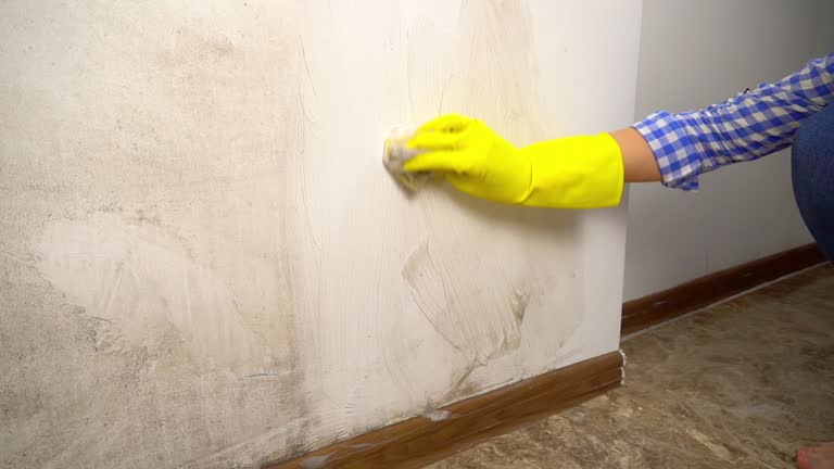 Professional Mold Removal in The Villages, FL