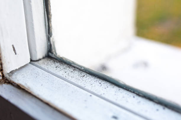Best Biohazard Mold Removal  in The Villages, FL