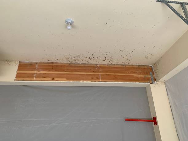 Best Mold Remediation for Healthcare Facilities  in The Villages, FL