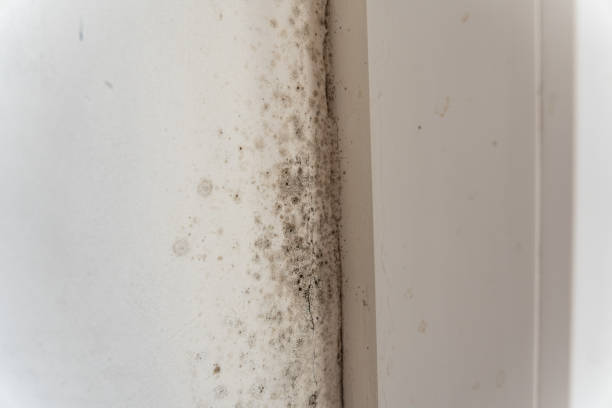 Best Post-Construction Mold Inspection  in The Villages, FL
